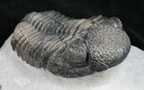 Big, Fat Drotops Trilobite - Great Preparation #10526-5